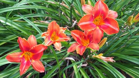 orange-red daylilies - Montreal Botanical Garden - Frame To Frame Bob & Jean