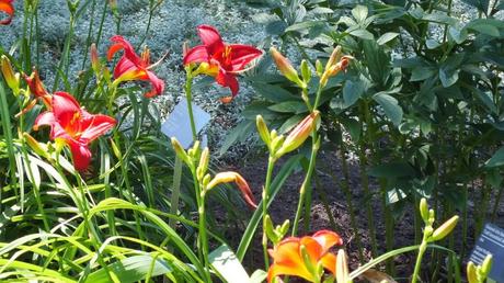 Ruby red daylilies - Montreal Botanical Garden - Frame To Frame Bob & Jean