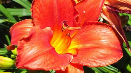 tangerine orange daylily - Montreal Botanical Garden - Frame to Frame Bob & Jean