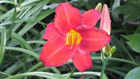 coral daylily and bud - Montreal Botanical Garden - Frame To Frame Bob & Jean