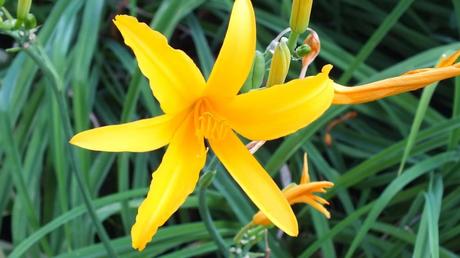 sunshine yellow daylily - Montreal Botanical Garden - Frame To Frame Bob & Jean