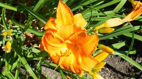 yellow orange daylily - Montreal Botanical Garden - Frame To Frame Bob & Jean