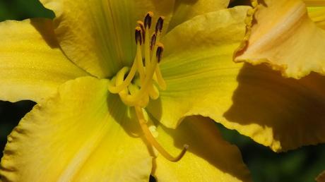 lemon yellow daylily - Montreal Botanical Garden - Frame To Frame Bob & Jean