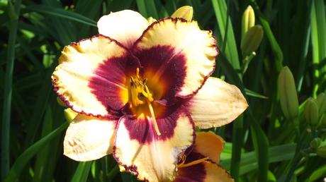 pale yellow and wine daylily - Montreal Botanical Garden - Frame To Frame Bob & Jean