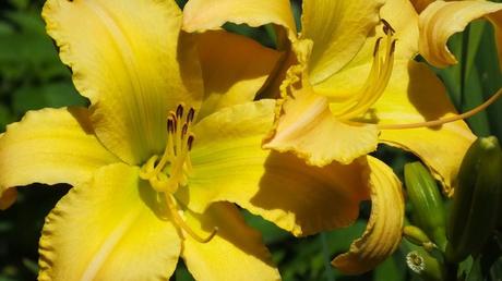 lemon yellow daylilies - Montreal Botanical Garden - Frame To Frame Bob & Jean