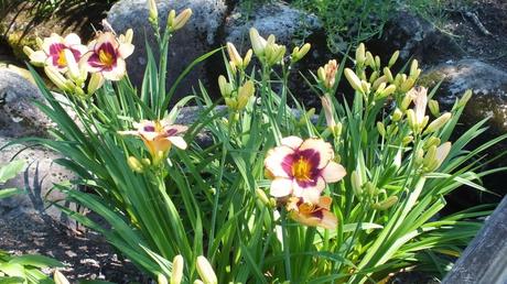 Pale yellow and wine  Daylilies - Montreal Botanical Garden - Frame To Frame Bob & Jean