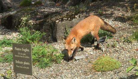 Red Fox sniffs among Delicate plants - Montreal Botanical Garden - Frame To Frame Bob & Jean