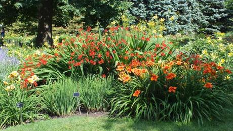 daylilies galore - Montreal Botanical Garden - Frame To Frame Bob & Jean