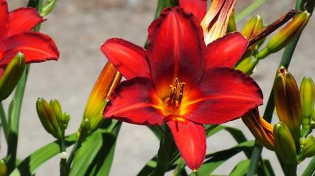 Scarlet daylily - Montreal Botanical Garden - Frame To Frame Bob & Jean