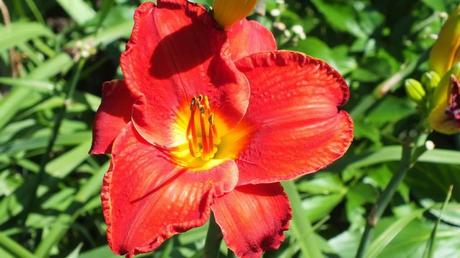 red with yellow eye daylily - Montreal Botanical Garden - Frame To Frame Bob & Jean