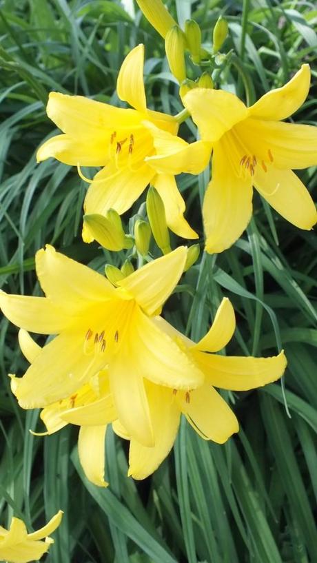 Yellow daylilies - Toronto garden - Frame To Frame Bob & Jean