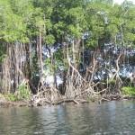 Mangrove Draping