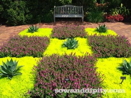 patchwork groundcover