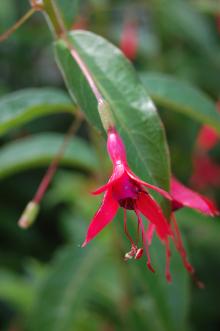 Fuchsia regia Flower (27/07/2013, Kew Gardens, London)