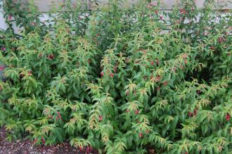 Fuchsia regia (27/07/2013, Kew Gardens, London)