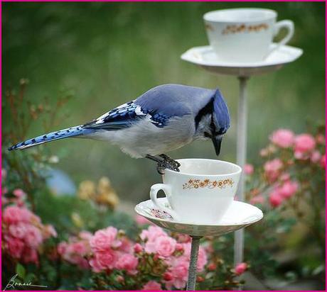 Bird Feeding: Safety Tips