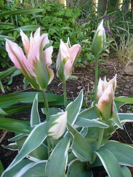 Planting Bulbs in Containers