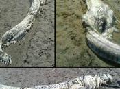 Corpse Dragon-like Creature Washes Ashore Spain