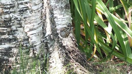 Black-and-white Warbler - rear end on side of tree - Frame To Frame Bob & Jean