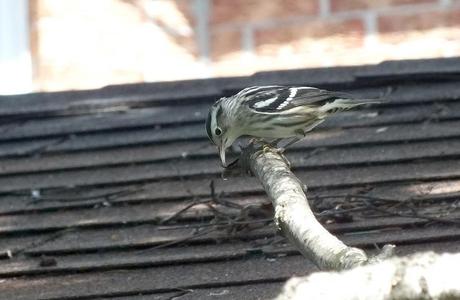 Black-and-white Warbler - looks down from tree - Frame To Frame Bob & Jean