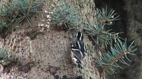 Black-and-white Warbler - feather pattern on back - Frame To Frame Bob & Jean