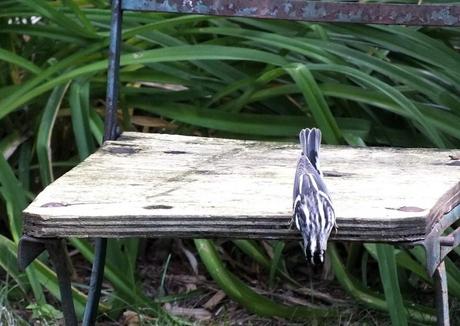 Black-and-white Warbler - looks under garden chair - Frame To Frame Bob & Jean