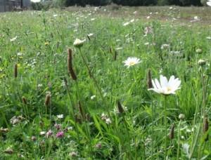 sedum and wildflower meadow