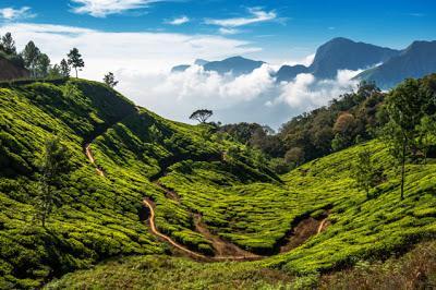 Darjeeling Tea Gardens