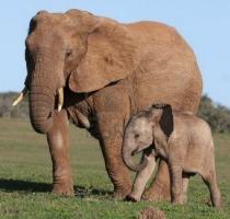 Largest Elephant Enclosure in Europe Powered by Green Energy