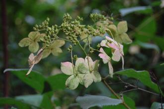 Hydrangea heteromalla Flower (27/07/2013, Kew Gardens, London)