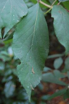 Hydrangea heteromalla Leaf (27/07/2013, Kew Gardens, London)
