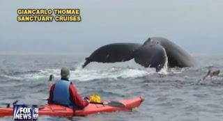 Kayaker Encounters 80,000 Lb 'Humpback Whale'  (Video)