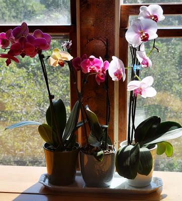 Orchids in the Window