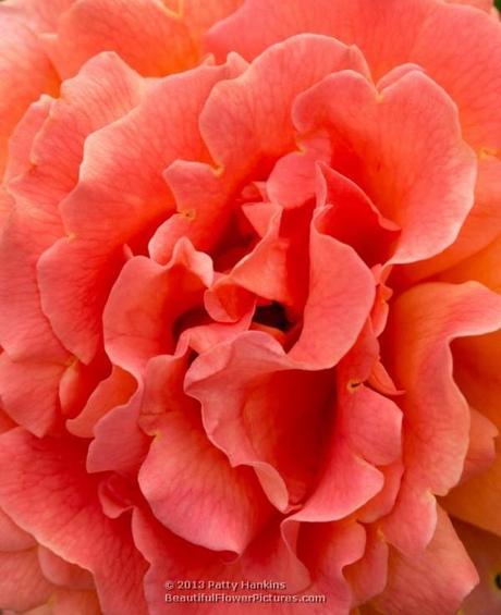 Tahitian Sunset Rose © 2013 Patty Hankins
