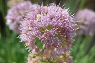 Allium nutans Flower (27/07/2013, Kew Gardens, London)