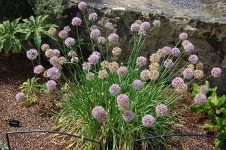 Allium nutans (27/07/2013, Kew Gardens, London)