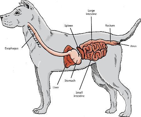 canine digestive system