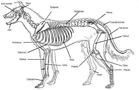 canine skeletal system