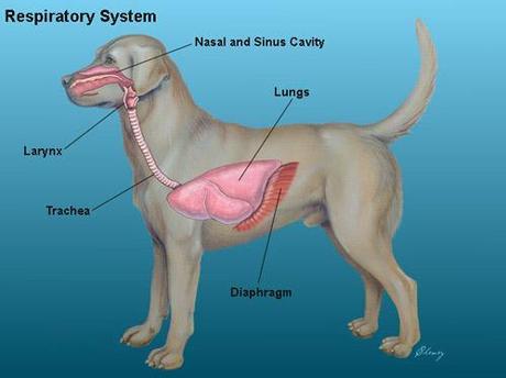 canine respiratory system