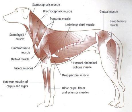 canine muscular system
