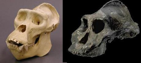 A gorilla skull (left) and Paranthropus aethopicus skull (right). Key similarities include a crest on-top of the skull, flared cheekbones and large mandible (not shown)