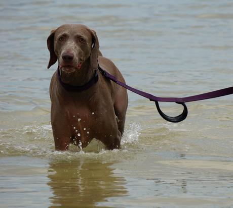Savannah loving the water at  Anne's beach Dog Friendly Florida Keys