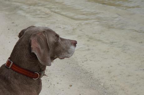 Zoe at Anne's Beach Pet Friendly Florida Keys