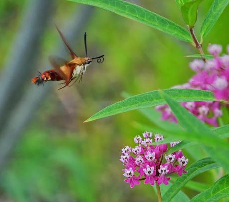 Tale of two plants - Butterfly Weed and Swamp Milkweed