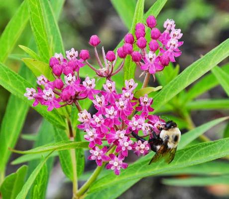 Tale of two plants - Butterfly Weed and Swamp Milkweed