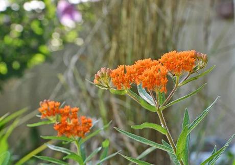 Tale of two plants - Butterfly Weed and Swamp Milkweed