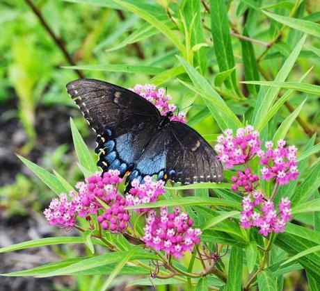 Tale of two plants - Butterfly Weed and Swamp Milkweed