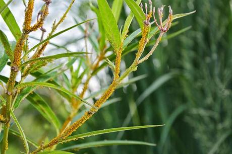 Tale of two plants - Butterfly Weed and Swamp Milkweed