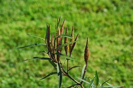 Tale of two plants - Butterfly Weed and Swamp Milkweed