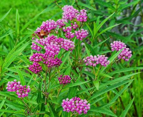 Tale of two plants - Butterfly Weed and Swamp Milkweed